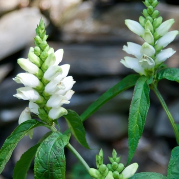Chelone glabra