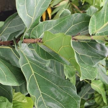 Ficus lyrata