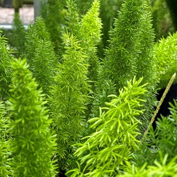 Asparagus densiflorus