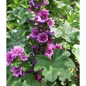 Malva alcea var. fastigiata