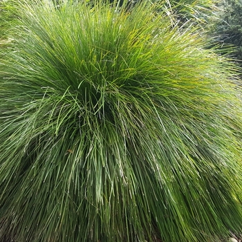 Lomandra longifolia 'LM300' USPP25586P2