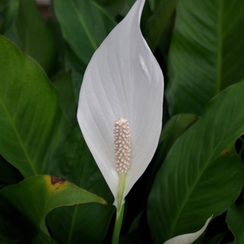 Spathiphyllum 'Sensation' 