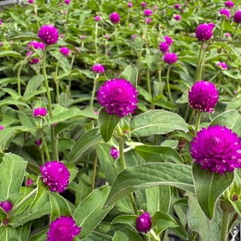 Gomphrena 'EZ Gro Gomp Purple' 