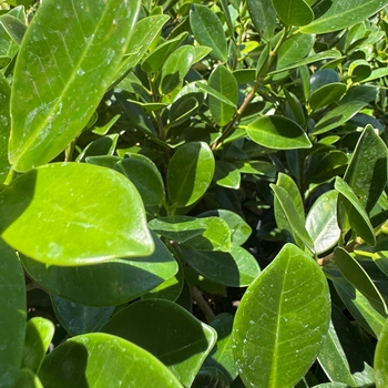Ficus microcarpa 'Green Island' 