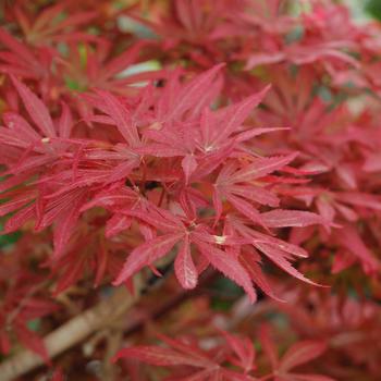 Acer palmatum 'Shaina' (306320)