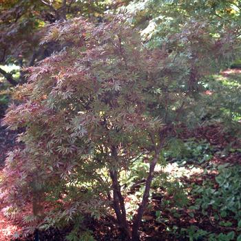 Acer palmatum 'Shaina' (306321)