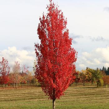 Acer rubrum 'WWWarren' PP36538