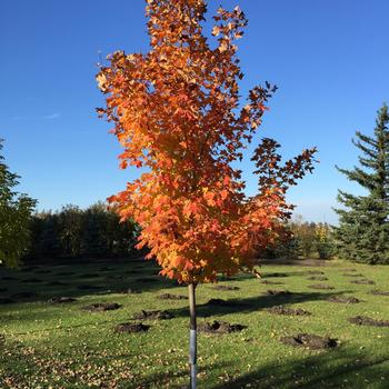 Acer saccharum 'Inferno™' 