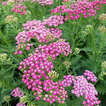 Achillea millefolium Rainbow® 'Lightning Pink' (306328)