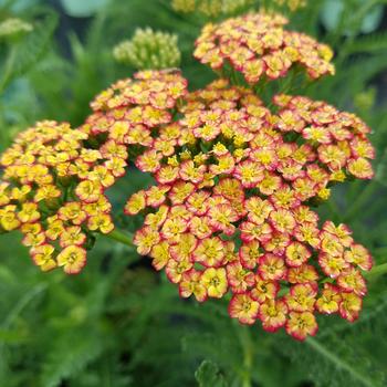 Achillea millefolium 'Rainbow Tricolor'