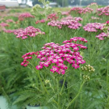 Achillea millefolium Rainbow® 'Lightning Pink' (306330)