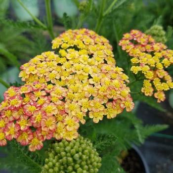 Achillea millefolium 'Rainbow Tricolor' (306331)