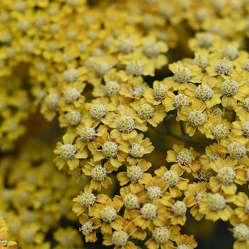 Achillea millefolium 'Yellow Bouquet' 
