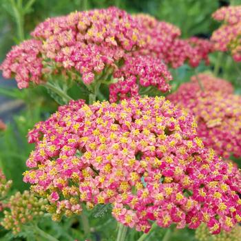 Achillea millefolium 'Sparkling Contrast' 