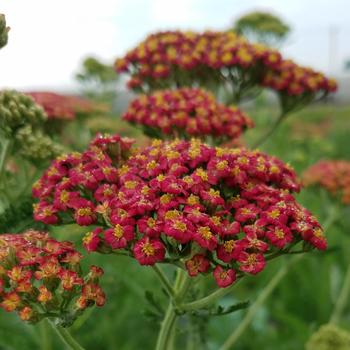 Achillea millefolium Rainbow® 'Sparkling Contrast' (306334)