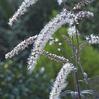 Actaea 'Queen of Sheba' PP21727