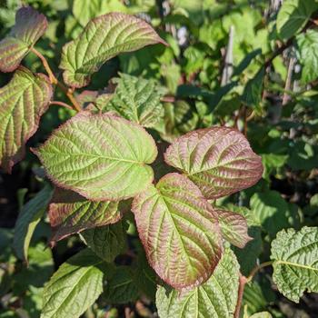 Actinidia kolomikta 'Red Beauty' 