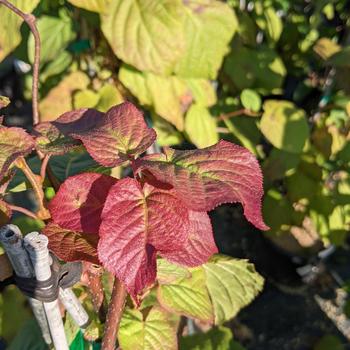 Actinidia kolomikta 'Red Beauty' (306337)