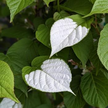 Actinidia kolomikta 'September Sun' (306339)