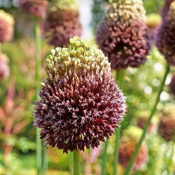 Allium amethystinum 'Red Mohican' (306340)