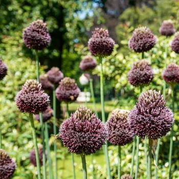Allium amethystinum 'Red Mohican' (306341)