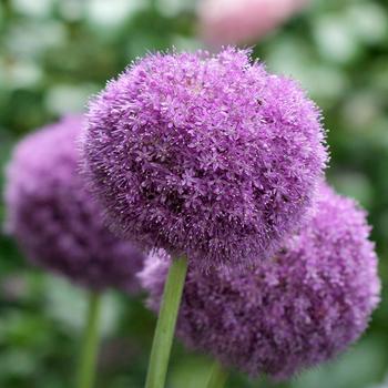 Allium 'Party Balloons' 