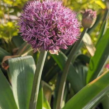 Allium 'Party Balloons' (306344)
