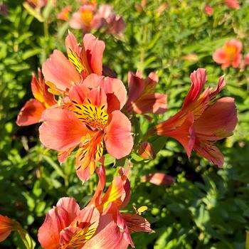 Alstroemeria 'Coral Chaos' (306345)