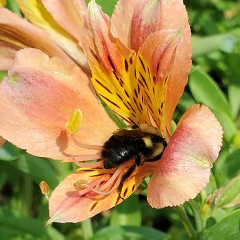 Alstroemeria 'Coral Chaos' (306346)
