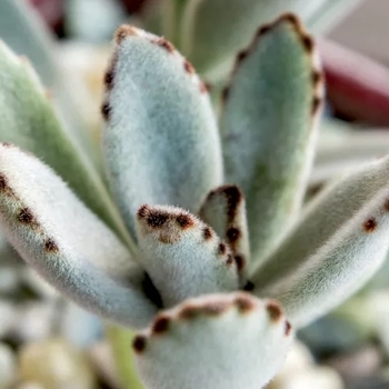 Kalanchoe tomentosa 'Chocolate Soldier' 