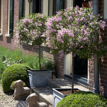 Syringa 'SMSJBP7' PP26549, Can 5076
