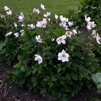 Anemone 'Wild Swan™' (306391)