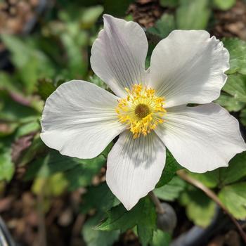 Anemone 'Wild Swan™' (306392)