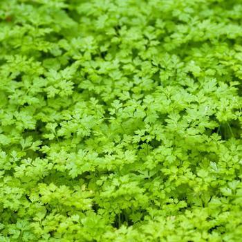Anthriscus cerefolium 'Vertissimo'