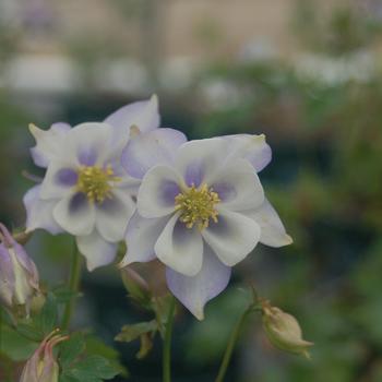 Aquilegia 'Blue Butterflies' 