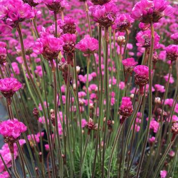 Armeria maritima
