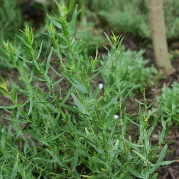 Artemisia dracunculus 'Sativa' 