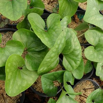 Hexastylis arifolia 