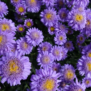 Aster alpinus
