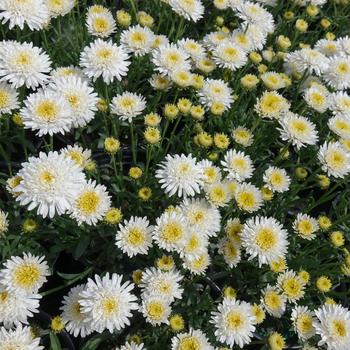 Aster alpinus
