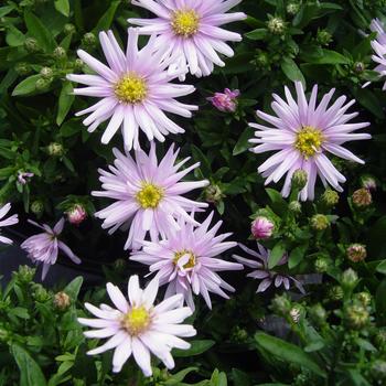 Aster 'Silver Pink' 