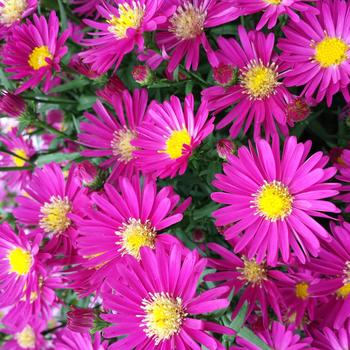 Aster novi-belgii 'Raspberry Swirl' 