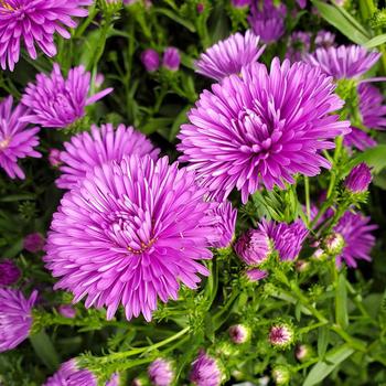 Aster novi-belgii 'Victoria Fanny Blue' 