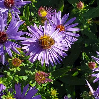 Aster oblongifolius 'Twilight Sky' 