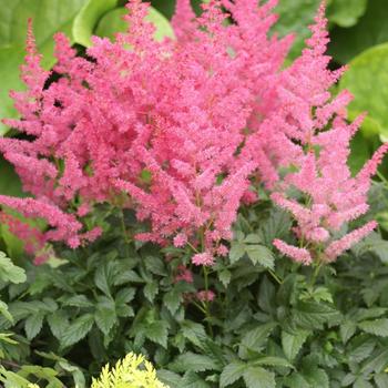 Astilbe arendsii 'Jump & Jive' 