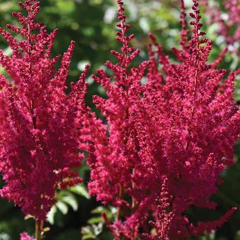 Astilbe chinensis 'You and Me Forever®' PP32915