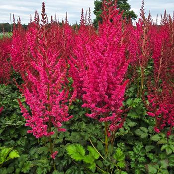 Astilbe chinensis 'You and Me Forever®' (306422)