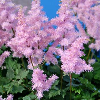 Astilbe x arendsii 'Ice Cream' 