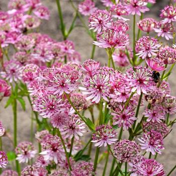 Astrantia major 'Sparkling Stars Pink' PPAF