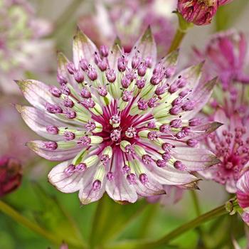 Astrantia major 'Sparkling Stars Pink' (306425)